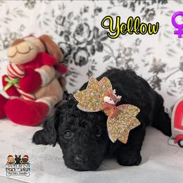 Yellow Girl - Black female Goldendoodle puppy in Rockledge, Florida from Stormie's Doodles