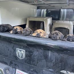 Boerboel All Grown Up from Romboel Farm Dogs