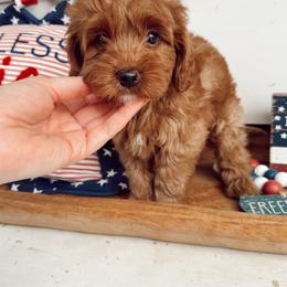 Cub - Red male Cavapoo puppy in Mesa, Arizona from Pedersendoodles