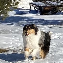 Oisin - Collie