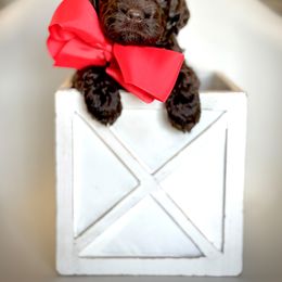 Red Collar Girl - Chocolate female Australian Labradoodle puppy in Wake Forest, North Carolina from Lucky Country Labradoodles