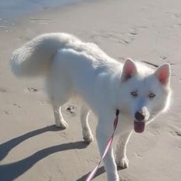 Bella - Siberian Husky