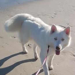 Bella - Siberian Husky