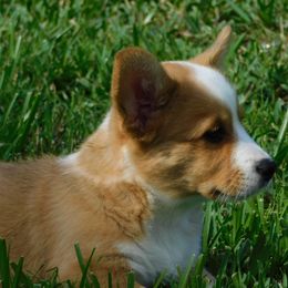 Cardigan Welsh Corgi Puppies from Penfro Corgis