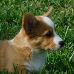 Cardigan Welsh Corgi Puppies from Penfro Corgis