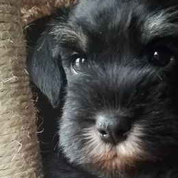 Miniature Schnauzers from M and K Schnauzers
