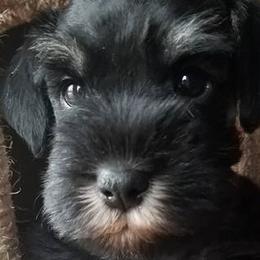 Miniature Schnauzers from M and K Schnauzers