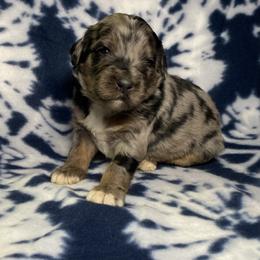 Gus - Merle male Bernedoodle puppy in Battle Creek, Michigan from T-Rose’s Bernedoodle & Pomsky Puppies