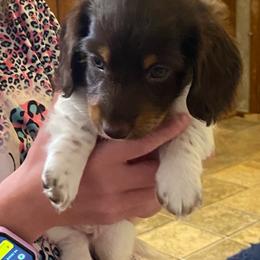 MOCHA 1800 - Piebald male Dachshund puppy in Elizabethtown, Kentucky from Teeny Tiny Puppy Tails