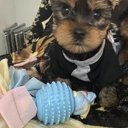 Yorkshire Terrier Puppies from Joy Riley's Yorkies