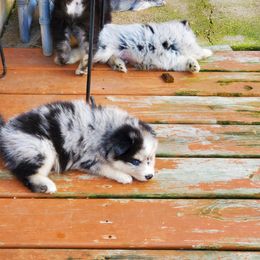 Pomsky Puppies from Pomskies of the Corn