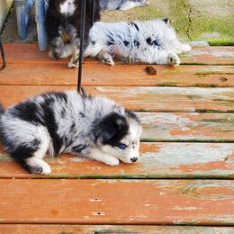 Pomsky Puppies from Pomskies of the Corn