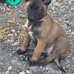 Girl 2 - dark sable - Brindle female Belgian Malinois puppy in Dallas, Texas from OreVis Malinois