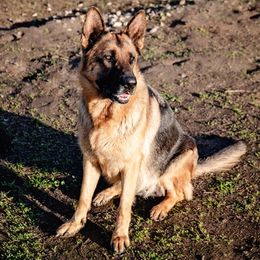 German Shepherds from Lakeside Shepherds
