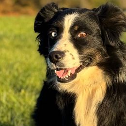 Maci - Australian Shepherd