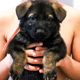 German Shepherd Puppies from Vonherdom German Shepherds