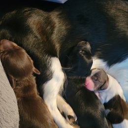 Dachshund Puppies from Harlee's Dachshunds