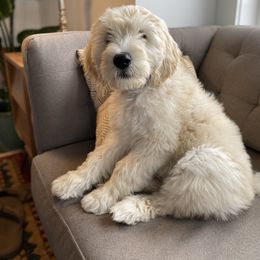 Goldendoodle Puppies from Whidbey Goldendoodles