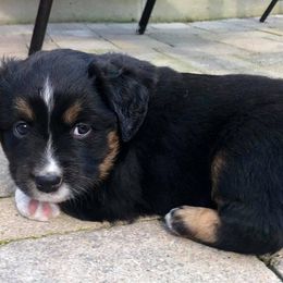 Miniature American Shepherd and Miniature Australian Shepherd Puppies from Lil' Bit Aussie