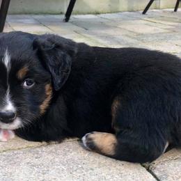 Miniature American Shepherd and Miniature Australian Shepherd Puppies from Lil' Bit Aussie