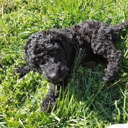 Poodle Puppies from Bouquet of Poodles