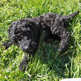 Poodle Puppies from Bouquet of Poodles