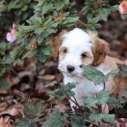 Australian Labradoodle Puppies from Mandevilla Labradoodles