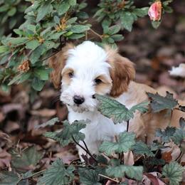 Australian Labradoodle Puppies from Mandevilla Labradoodles