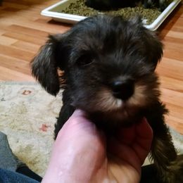 Miniature Schnauzer Puppies from Belle Vista Schnauzers
