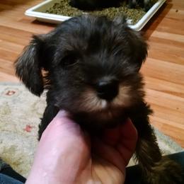 Miniature Schnauzer Puppies from Belle Vista Schnauzers