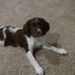 English Springer Spaniel Puppies from Whisky River Gun Dogs