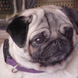 Pug All Grown Up from Snuggle Pugs