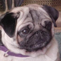 Pug All Grown Up from Snuggle Pugs