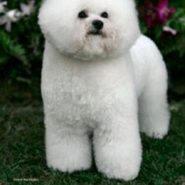 Bichon Frise All Grown Up from Legend Bichons