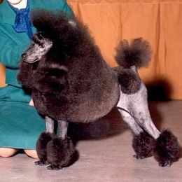 Poodle All Grown Up from Kamann Poodles