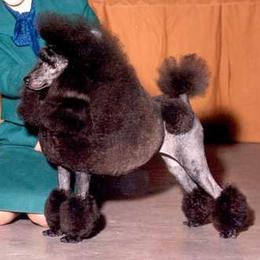 Poodle All Grown Up from Kamann Poodles