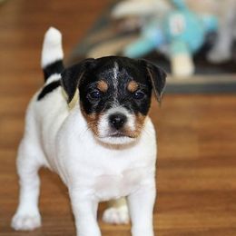 Jack Russell Terrier Puppies from Hidden Acres Working Jack Russell Terriers
