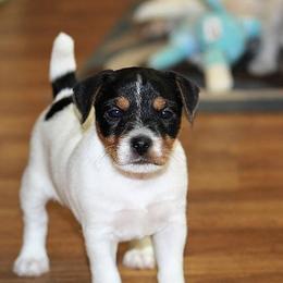 Jack Russell Terrier Puppies from Hidden Acres Working Jack Russell Terriers
