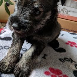 Miniature Schnauzer Puppies from Tymeless Farm