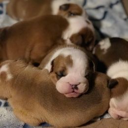 English Bulldog Puppies from Silver State Bulldogs