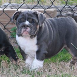 English Bulldog Puppies from Buffalo Bulldogs