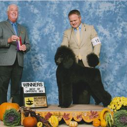 Standard Poodle Puppies from D and D Standard Poodles