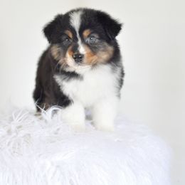 Spur Strap Miniature Australian Shepherds breeder of Miniature Australian Shepherd