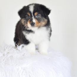 Spur Strap Miniature Australian Shepherds breeder of Miniature Australian Shepherd