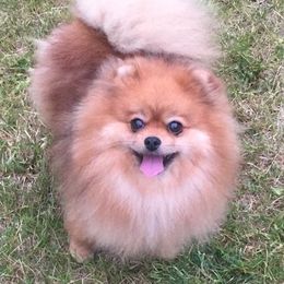 Mira - Pomeranian