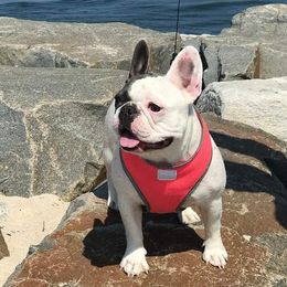 French Bulldog All Grown Up from The Bully Barn