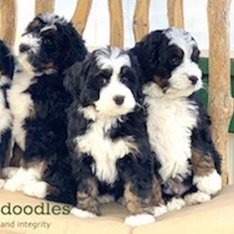 Bernedoodle Puppies from Alpine Bernedoodles