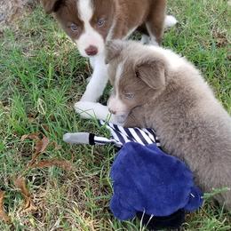 Border Collie Puppies from CRL Farms
