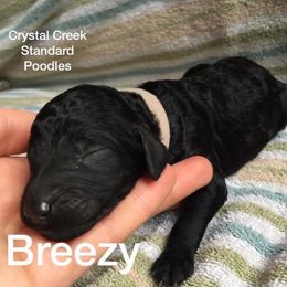 Poodle Puppies from Crystal Creek Standard Poodles