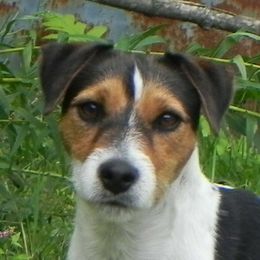 Rocco - Jack Russell Terrier